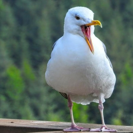 Women over 50 ageless goddess